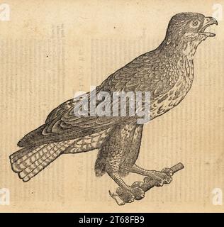 Buzzard commun, Buteo buteo. Poiana comune en Italien. Buteonibus teste terni. Gravure sur bois d'après une illustration de Lucas Schan et Conrad Gessner de Conrad Gessners Historiae Animalium, de avium natura, (Histoire naturelle des animaux : oiseaux), Francfort, Wechel pour Cambier, 1585. Banque D'Images