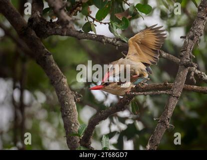 Une paire de kingfisher à capuche brune s'accouplant dans un arbre Banque D'Images