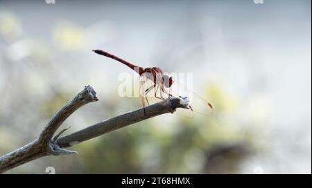 libellule rouge perchée sur une branche sèche avec ses ailes texturées vers le bas. arrière-plan flou. Banque D'Images