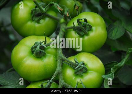 belle branche de tomates vertes. Agriculture. Banque D'Images