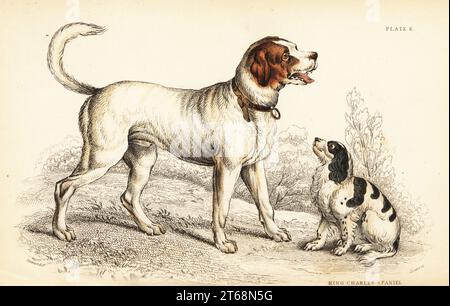 L'Alpine ou Great St. Chien Bernard, Canis lupus familiaris, et Roi Charles Spaniel, Canis lupus familiaris (Canis extrarius). Gravure sur acier colorée à la main par William Lizars d'après un dessin de John Stewart du volume sur les chiens du lieutenant-colonel Charles Hamilton Smiths de Sir William Jardine's Naturalist's Library : Mammalia, W. H. Lizars, Édimbourg, 1839. Banque D'Images