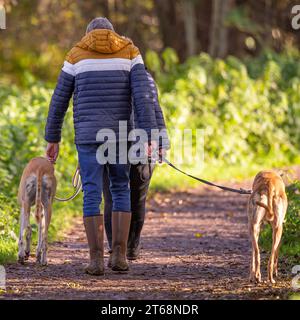 Kidderminster, Royaume-Uni. 9 novembre 2023. Météo au Royaume-Uni : les promeneurs de chiens locaux jouissent aujourd'hui d'un soleil ensoleillé glorieux, un contraste assez avec la semaine sombre humide passée. Les gens avec leurs chiens profitent d'une promenade dans le parc éclairé par le merveilleux soleil d'automne. Crédit : Lee Hudson/Alamy Live News Banque D'Images