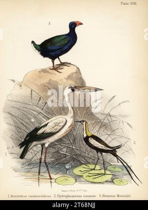 Bec ouvert asiatique, Anastomus oscitans 1, jacana à queue de faisan, Hydrophasianus chirurgus 2, et takahe en voie de disparition, Porphyrio hochstetteri 3. Lithographie colorée à la main par Bauerrichter de Adam Whites Popular History of Birds, Lowell Reeve, Covent Garden, Londres, 1855. Banque D'Images