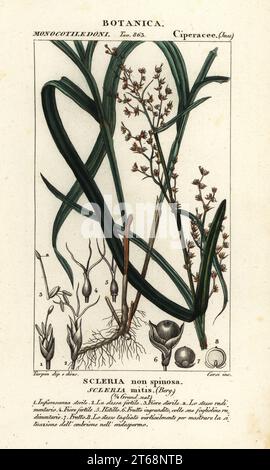 Nutrush, Scleria mitis. Scleria non spinosa. Gravure en copperplate aux couleurs vives du Dizionario delle Scienze Naturali d'Antoine Laurent de Jussieu, Dictionnaire des sciences naturelles, Florence, Italie, 1837. Illustration gravée par Corsi, dessinée et dirigée par Pierre Jean-François Turpin, et publiée par Batelli e Figli. Turpin (1775-1840) est considéré comme l'un des plus grands illustrateurs botaniques français du XIXe siècle. Banque D'Images