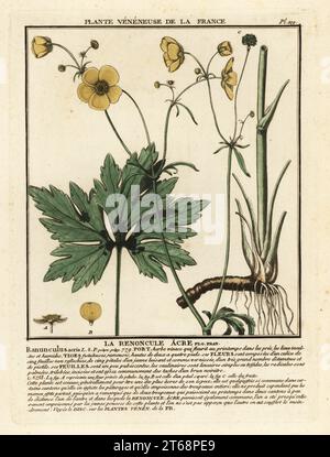 Coupe de beurre commune ou coupe de beurre géante, la renoncule acre, Ranunculus acris. Gravure en plaque de coperplate imprimée en trois couleurs par Pierre Bulliard de son Herbier de la France, ou collection complète des plantes indigénes de ce royaume, Didot jeune, Debure et Belin, 1780-1793. Banque D'Images