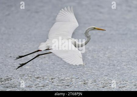 Un Grand Egret survolant un lac Banque D'Images