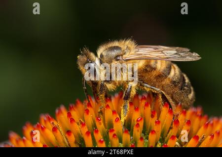 Une macro d'abeille perchée sur une fleur Banque D'Images