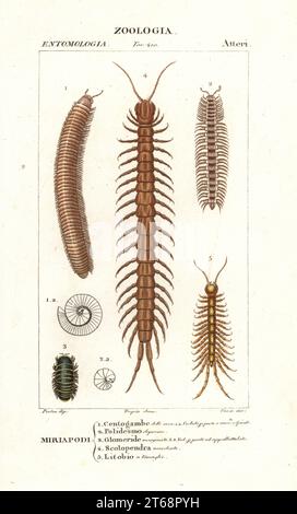 Millipede rayé, Ommatoiulus sabulosus 1, millipede à dos plat, Polydesmus depressus 2, millipede pilule, Glomeris marginata 3, ringleg bleu tanzanien, Scolopendra morsitans 4, et centipede pierre, Lithobius espèces 5. Gravure en copperplate aux couleurs vives du Dizionario delle Scienze Naturali d'Antoine Laurent de Jussieu, Dictionnaire des sciences naturelles, Florence, Italie, 1837. Illustration gravée par Corsi, dessinée et dirigée par Pierre Jean-François Turpin, et publiée par Batelli e Figli. Turpin (1775-1840) est considéré comme l'un des plus grands illustrateurs botaniques français de la 19ème ce Banque D'Images