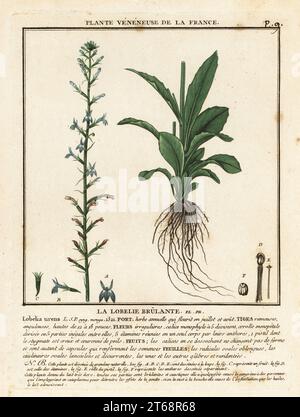 Heath lobelia ou acrid lobelia, la lobelie brulante, Lobelia urens. Gravure en plaque de coperplate imprimée en trois couleurs par Pierre Bulliard de son Herbier de la France, ou collection complète des plantes indigénes de ce royaume, Didot jeune, Debure et Belin, 1780-1793. Banque D'Images