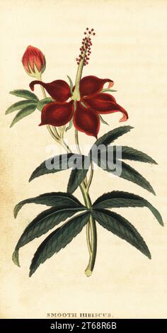 Turkcap, Malvaviscus arboreus. Hibiscus lisse, Hibiscus speciosus. Gravure sur cuivre colorée à la main d'après une illustration de Philip Miller du Naturalists Pocket Magazine, Harrison, Fleet Street, Londres, 1800. Banque D'Images