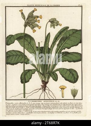 Primrose de cowslip ou de cowslip commun, Primula veris. La primevere, Primula veris officinalis. Gravure en plaque de coperplate imprimée en trois couleurs par Pierre Bulliard de son Herbier de la France, ou collection complète des plantes indigénes de ce royaume, Didot jeune, Debure et Belin, 1780-1793. Banque D'Images