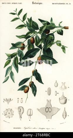 Date chinoise ou jujube, Ziziphus juba. Zizyphus vulgaris. Jujubier cultive. Gravure en acier faite à la main par Felicie Fournier d'après une illustration de Louis Joseph Edouard Maubert du Dictionnaire universel d'Histoire naturelle de Charles d'Orbigny, Paris, 1849. Banque D'Images