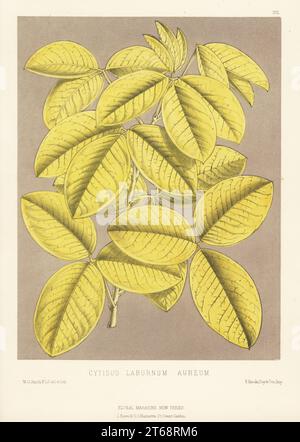 laburnum commun, chaîne dorée ou pluie dorée, Laburnum anagyroides. Comme laburnum doré, Cytisus laburnum aureum. Élevé par Richard Smith de Worcester. Illustration botanique de couleur main dessinée et lithographiée par Worthington George Smith de Henry Honywood Dombrain's Floral Magazine, New Series, Volume 4, L. Reeve, Londres, 1875. Lithographie imprimée par Vincent Brooks, Day & son. Banque D'Images