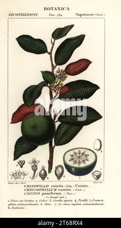 Cainito, pomme de goudron ou pomme d'étoile, Chrysophyllum cainito, Cainito pomiferum, Crisofillo cainito, copie en papier couleur à la main de la gravure du Dizionario delle enze Sciali d'Antoine Laurent de Jussieu, Dictionnaire des sciences naturelles, Florence, Italie, 1837. Illustration gravée par Corsi, dessinée et dirigée par Pierre Jean-François Turpin, et publiée par Batelli e Figli. Turpin (1775-1840) est considéré comme l'un des plus grands illustrateurs botaniques français du XIXe siècle. Banque D'Images