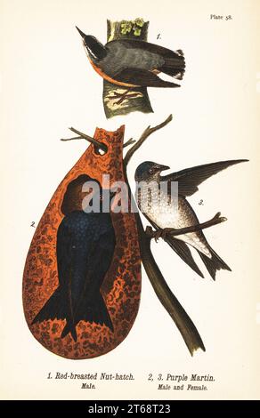 Chauve-souris à poitrine rouge, Sitta canadensis, mâle 1, et martin violet, Progne subi, mâle 2 et femelle 3. Chromolithographie d'après une illustration ornithologique de John James Audubon de Benjamin Harry Warrens Report on the Birds of Pennsylvania, E.K. Mayers, Harrisburg, 1890. Banque D'Images