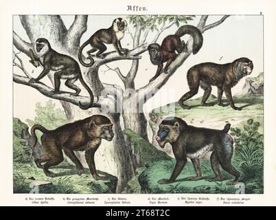 Capucins touffeté, Sapajus apella a, singe vert, Chlorocebus sabaeus b, babouin jaune, Papio cynocephalus c, foreuse, Mandrillus sphinx d, hurleur manchagé, Alouatta palliata e, Et en voie de disparition macaque de Barbarie, Macaca sylvanus F. Chromolithograph de Gotthilf Heinrich von Schubert, Histoire naturelle des royaumes animaux pour l'école et la maison (Naturgeschichte des Tierreichs fur Schule und Haus), Schreiber, Munich, 1886. Banque D'Images