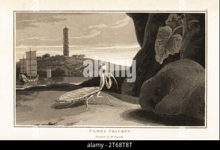 Mante chinoise, Tenodera sinensis, devant un paysage avec pagode et jonques. Cricket de chameau, oratoriums de Mantis. Aquatinte dessinée et gravée par William Daniell d'après William Woods Zoography, Cadell et Davies, 1807. Banque D'Images