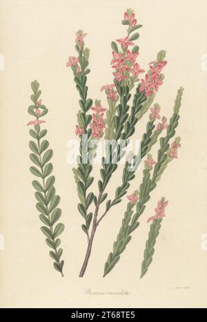 boronia anis ou boronia à feuilles crénelées, Boronia crenulata. Originaire d'Australie occidentale, trouvé par le botaniste écossais Archibald Menzies à King George's Sound, et décrit par le botaniste anglais James Edward Smith en 1807. Gravure colorée à la main de Joseph Paxtons Magazine of Botany et Register of Flowering plants, Volume 4, Orr et Smith, Londres, 1837. Banque D'Images