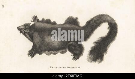 Planeur à ventre jaune, planeur moelleux ou phalanger volant plus grand, Petaurus australis. Pétaurine opossum, Didelphis petaurus. D'après une illustration de Charles Catton Jr. Dans le Journal of a Voyage to New South Wales de John White. Gravure sur cuivre par James Heath de George Shaws Zoologie générale : Mammalia, G. Kearsley, Fleet Street, Londres, 1800. Banque D'Images