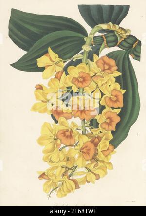 Orchidée dendrobium à fleurs denses, Dendrobium densiflorum. Originaire d'Asie, trouvé dans les collines de Khoseca, dans les Indes orientales, par John Gibson, collectionneur de plantes du duc de Devonshire. Lithographie coloriée à la main de Joseph Paxtons Magazine of Botany et Register of Flowering plants, Volume 5, Orr et Smith, Londres, 1838. Banque D'Images