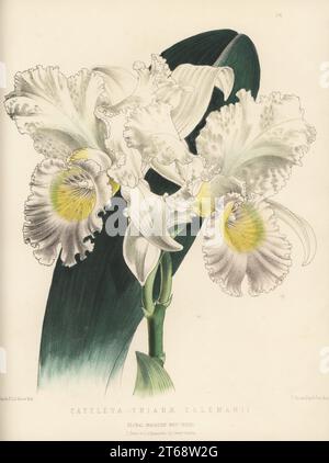 Orchidée de Noël de Coleman, Cattleya trianae, originaire de Colombie. Fleuri par M. Stocking, jardinier à Stoke Park, Slough, pour le propriétaire M. Coleman. Vendu par Bernard Samuel Williams, Victoria et Paradies Nurseries, Upper Holloway. Comme Cattleya trianae var. colemanii. Illustration botanique de couleur main dessinée et lithographiée par Worthington George Smith de Henry Honywood Dombrain's Floral Magazine, New Series, Volume 4, L. Reeve, Londres, 1875. Lithographie imprimée par Vincent Brooks, Day & son. Banque D'Images