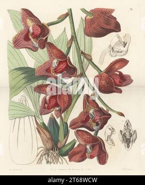 Acineta superba, orchidée épiphyte trouvée au Venezuela, en Colombie, en Équateur et au Pérou. Peristeria de Humboldt, Peristeria humboldti ou Anguloa superba. Gravure sur cuivre colorée à la main par George Barclay d'après une illustration botanique de Sarah Drake du Edwards Botanical Register, reprise par John Lindley, publiée par James Ridgway, Londres, 1843. Banque D'Images