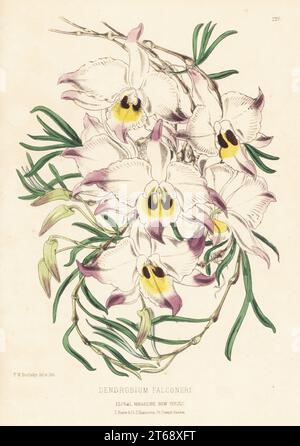 Dendrobium falconeri, ou choan zhu shi hu orchidée, originaire du sud de la Chine, de Taïwan, du Bhoutan, de l'Inde et de l'Indochine. Dessin d'une plante élevée par Sir W. Marriott de Down House, Blandford. Illustration botanique colorée à la main dessinée et lithographiée par Frederick William Burbidge de Henry Honywood Dombrain Floral Magazine, New Series, Volume 5, L. Reeve, Londres, 1876. Lithographie imprimée par Vincent Brooks, Day & son. Banque D'Images