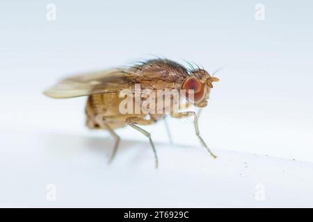 Mouche commune femelle des fruits, Drosophila melanogaster Banque D'Images