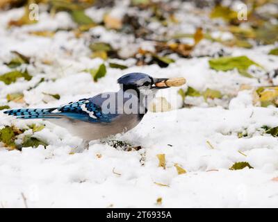 Un petit geai à plumes bleues se tient dans la neige, grignotant délicatement un morceau de pain croustillant Banque D'Images