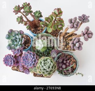 Rare rosette succulente en pot. Echeveria Shaviana, Pachyveria Blue Haze, gouttes de pluie Echeveria, Echeveria Set oliver, Crassula Blue Bird, co Banque D'Images