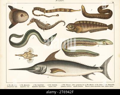 Poisson de mer, Mola mola a, grand Pipefish, Syngnathus acus b, hippocampe à museau court, hippocampe hippocampe c, Little dragonfish, Eurypegasus draconis d, anguille électrique, Electrophorus electricus e, anguille d'Europe en danger critique d'extinction, anguilla anguilla f, Moray méditerranéen, Muraena helena g, loup de mer de l'Atlantique, Anarhichas lupus h, et l'espadon, Xiphias gladius i. Chromolithographie de Gotthilf Heinrich von Schubert's Natural History of Animal Kingdoms for School and Home (Naturgeschichte des Tierreichs fur Schule und Haus), Schreiber, Munich, 1886. Banque D'Images