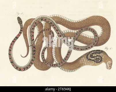 Cobra indien, Naja naja 4, et espèce inconnue appelée Kalla-Dschin en Inde 5. Vipere a lunettes, Coluber naja, Vipere bigarree, Coluber variegatus. Gravure sur cuivre colorée à la main de Carl Bertuch's Bilderbuch fur Kinder (Livre d'images pour enfants), Weimar, 1813. Une encyclopédie pour enfants en 12 volumes illustrée de près de 1 200 planches gravées sur l'histoire naturelle, la science, le costume, la mythologie, etc., publié de 1790 à 1830. Banque D'Images