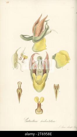 Fleur de l'orchidée catasetum à gros fruits, gobelet de singe ou orchidée à tête de moine, Catasetum macrocarpum. Vue de côté 1, vue de face 2, lèvre 3, colonne 4,5, masse pollinique 6,8, anthère cas 7,9. Tridendate catasetum, Catasetum tridentatum. Envoyé de l'île de Trinidad par le botaniste Eduard Freiherr von Schack, baron de Schack. Gravure sur cuivre coloriée à la main par Joseph Swan d'après une illustration botanique de William Jackson Hooker tirée de son Exotic Flora, William Blackwood, Édimbourg, 1823-27. Banque D'Images