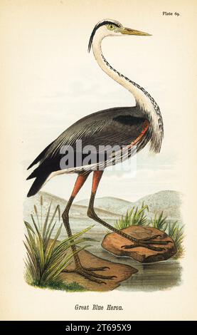 Grand héron bleu, Ardea herodias. Chromolithographie d'après une illustration ornithologique de John James Audubon de Benjamin Harry Warrens Report on the Birds of Pennsylvania, E.K. Mayers, Harrisburg, 1890. Banque D'Images