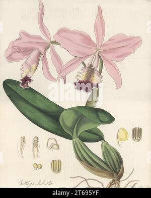 Cattleya cramoisi ou orchidée Cattleya à lèvres rubis, Cattleya labiata. Originaire d'Amérique du Sud, envoyé du Brésil par l'ornithologue anglais William Swainson. Catleya aux fleurs splendides. Gravure sur cuivre colorée à la main par Joseph Swan d'après une illustration botanique de William Jackson Hooker tirée de son Exotic Flora, William Blackwood, Édimbourg, 1827. Banque D'Images