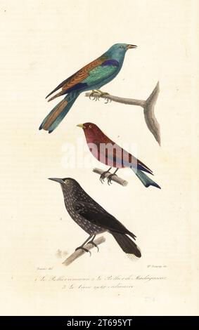 Rouleau européen, Coracias garrulus 1, rouleau à large bec, Eurystomus glaucurus 2, et casse-noisette tacheté, Nucifraga caryocatactes 3. Le rollier, Coracias garrula, le rollier de Madagascar, Coracias madagascariensis, le casse-noir ordinaire, Corvus caryocatactes. Gravure en acier de couleur main par Madame Bourey après une illustration d'Edouard Travies d'Achille Richard œuvres termine de Buffon, Pourrat Frères, Paris, 1839. Banque D'Images