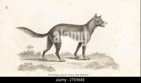 Dingo, Canis familiaris dingo. Chien australasien ou chien New Holland, Canis lupus dingo. D'après une illustration de Mortimer dans le Journal of a Voyage to New South Wales de John White. Gravure sur cuivre par James Heath de George Shaws Zoologie générale : Mammalia, G. Kearsley, Fleet Street, Londres, 1800. Banque D'Images