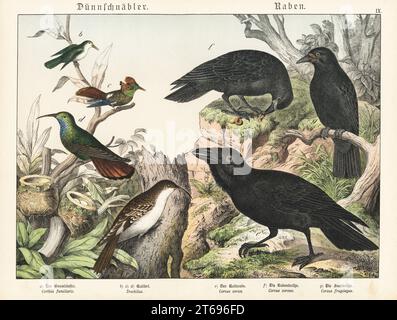 Treecreeper, Certhia familiaris a, colibris et leurs nids, Trochilus espèces b,c,d, raven, Corvus corax e, corogne, Corvus corone f et rook, Corvus frugilegus g. Chromolithographe de Gotthilf Heinrich von Schubert, Histoire naturelle des royaumes animaux (Naturgeschichte des Tierreichs), Schreiber, Munich, 1886. Banque D'Images