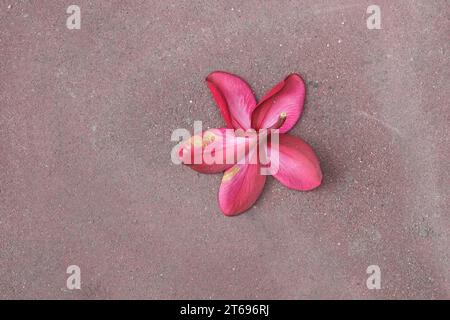 Fleur frangipanier rose tombée sur fond de sol de ciment. Banque D'Images