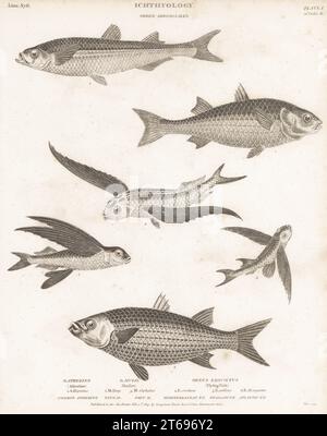 Éperlan de sable méditerranéen, Atherina hepstus 1, mulet gris à tête plate, Mugil cephalus 2,3, flyingfish tropical à deux ailes, Exocoetus volitans 4, poissons-mouches, Cheilopogon exsiliens 5, et poissons volants africains, Parexocoetus mento 6. Gravure sur plaque de coperplate de Thomas Milton de la Cyclopedia d'Abraham Rees ou du Dictionnaire universel des arts, des sciences et de la littérature, Longman, Hurst, Rees, Orme, Paternoster Row, Londres, 11 février 1809. Banque D'Images