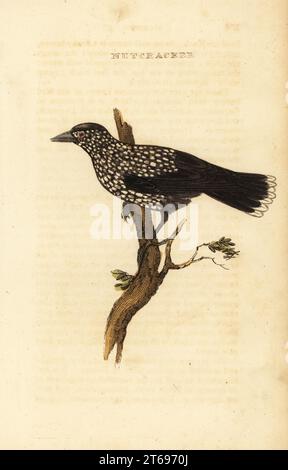 Casse-noix tacheté, Nucifraga caryocatactes. Casse-noisettes. Gravure sur bois colorée à la main d'après une illustration d'Edward Donovan de The Natural History of Birds, publié par Brightly and Childs, Bungay, Suffolk, 1815. Charles Brightly établit une fonderie d'impression et de stéréotype à Bungay en 1795 et s'associe avec l'imprimeur radical non conformiste John Firby Childs en 1808. Banque D'Images