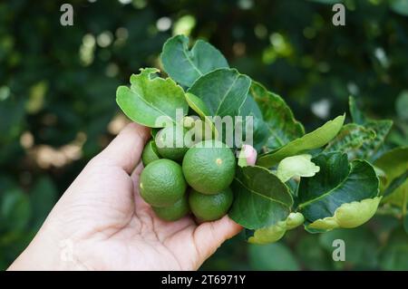 Main tenant un bouquet de citrons sur l'arbre dans le jardin aux inspections. Banque D'Images