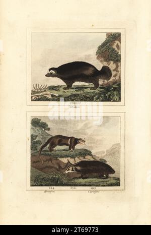 Wolverine, glutton ou carcajou, Gulo gulo 182,183, et kinkajou, Potos flavus 184. Gravure sur cuivre colorée à la main d'après Jacques de Seve de James Smith Barrs édition de Comte Buffons Natural History, A Theory of the Earth, General History of Man, brute Creation, Vegetables, Minerals, T. Gillet, H. D. Symonds, Paternoster Row, Londres, 1807. Banque D'Images