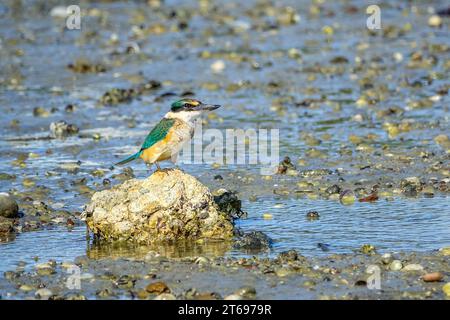 New Zealand Kingfisher Banque D'Images