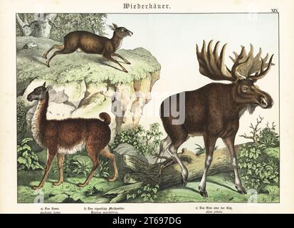 Llama, lama glama a, cerf-musc de Sibérie, Moschus moschiferus b et wapiti eurasien, Alces alces c. Chromolithograph de Gotthilf Heinrich von Schubert, Histoire naturelle des royaumes animaux pour l'école et la maison (Naturgeschichte des Tierreichs fur Schule und Haus), Schreiber, Munich, 1886. Banque D'Images