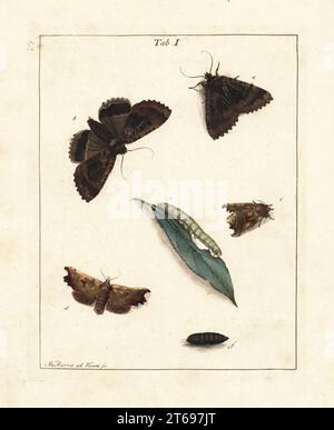 La vieille dame ou le papillon noir, mormo maura, mâle a et femelle b, le papillon herald, Scoliopteryx Labatrix, d et e, larve sur la feuille c et pupa F. gravure en coperplate de couleur main tirée de la vie et gravée par Moïse Harris de sa propre exposition d'insectes anglais, Y compris les différentes classes de neuroptères, d'hyménoptères, de diptères ou d'abeilles, de mouches et de libellae, White et Robson, Londres, 1782. Banque D'Images