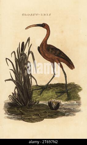 Ibis brillant, Plegadis falcinellus. Gravure sur bois colorée à la main d'après une illustration d'Edward Donovan de The Natural History of Birds, publié par Brightly and Childs, Bungay, Suffolk, 1815. Charles Brightly établit une fonderie d'impression et de stéréotype à Bungay en 1795 et s'associe avec l'imprimeur radical non conformiste John Firby Childs en 1808. Banque D'Images