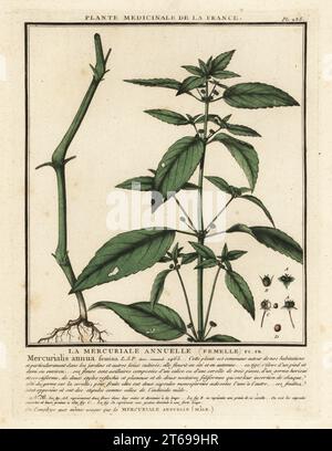 Mercure annuel, la mercuriale annuelle (femelle), Mercurialis annua (femina). Gravure en plaque de coperplate imprimée en trois couleurs par Pierre Bulliard de son Herbier de la France, ou collection complète des plantes indigénes de ce royaume, Didot jeune, Debure et Belin, 1780-1793. Banque D'Images