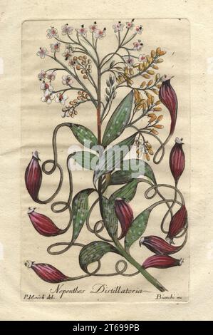 Plante pichet tropicale, bandura ou feuille de flagon, Nepenthes distilatoria. Plante carnivore du Sri Lanka. Gravure sur plaque de coperplate de couleur main par Giuseppe Bianchi d'après Cesare Mazoli de Giovanni Hill, Décennie di alberi curiosi ed eleganti piante, Décennie des arbres et plantes curieux et élégants, Nella Stamperia Salomoni, Rome, 1786. Il avait été publié pour la première fois par John Hill à Londres en 1773. Banque D'Images