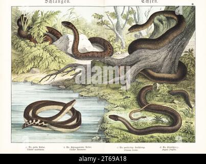 Serpent lisse, Coronella austriaca a, serpent aesculapien, Zamenis longissimus b, assaisonnement à ventre jaune, Hydrophis platurus c, et ver lent, Anguis fragilis d. Chromolithograph de Gotthilf Heinrich von Schubert, Histoire naturelle des royaumes animaux pour l'école et la maison (Naturgeschichte des Tierreichs fur Schule und Haus), Schreiber, Munich, 1886. Banque D'Images